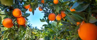A grove of orange trees