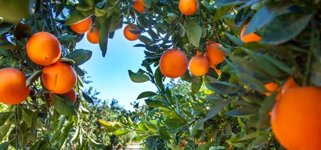 A grove of orange trees